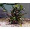 Bucephalandra Catarina (Košík Ø 5,5 cm) Bucephalandra Catarina (Košík Ø 5,5 cm)