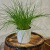 Pažítka pražská - Allium schoenoprasum L. - semená pažítky - 750 ks Pažítka pražská - Allium schoenoprasum L. - semená pažítky - 750 ks