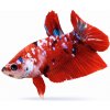 Aquascaperi Bojovnica samec - Koi Galaxy Aquascaperi Bojovnica samec - Koi Galaxy