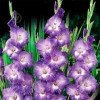 Gladiolus Kings Lynn Gladiolus Kings Lynn