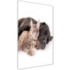 Vertikálny foto obraz fotografie na skle Pes a mačka 50x100 cm Vertikálny foto obraz fotografie na skle Pes a mačka 50x100 cm