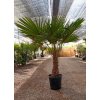 Trachycarpus fortunei Premium s výškou kmeňa 40-50 cm Trachycarpus fortunei Premium s výškou kmeňa 40-50 cm
