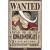 Plagát, Obraz - One Piece - Wanted Whitebeard, 61 × 91.5 cm