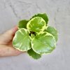 Peperomia Obtusifolia Variegata baby Peperomia Obtusifolia Variegata baby