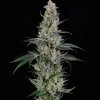 Spliff Seeds - AK 3 ks - Semená neobsahujú THC Spliff Seeds - AK 3 ks - Semená neobsahujú THC