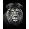 ZUTY Obrazy na stenu - Portrét leva - čiernobiely Rámovanie: vypnuté plátno na rám, Rozmer: 40x50 cm ZUTY Obrazy na stenu - Portrét leva - čiernobiely Rámovanie: vypnuté plátno na rám, Rozmer: 40x50 cm