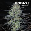 Delicious Seeds - Golosa Early Version 25 ks - semená neobsahujú THC Delicious Seeds - Golosa Early Version 25 ks - semená neobsahujú THC