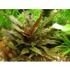 Cryptocoryne tropica (Košík Ø 5,5 cm) Cryptocoryne tropica (Košík Ø 5,5 cm)