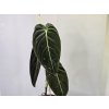PlanBros flower Philodendron melanochrysum PlanBros flower Philodendron melanochrysum