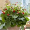 Jahody stáleplodiace Queeny F1 - Fragaria ananassa - semená jahôd - 10 ks Jahody stáleplodiace Queeny F1 - Fragaria ananassa - semená jahôd - 10 ks