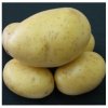 Sadbové zemiaky Princess - Solanum tuberosum - 5 kg Sadbové zemiaky Princess - Solanum tuberosum - 5 kg