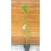 Ebenovník rajčiakový (Diospyros kaki ´Rojo Brillante´) veľkosť 130cm+ Ebenovník rajčiakový (Diospyros kaki ´Rojo Brillante´) veľkosť 130cm+