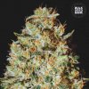 Bulk Seed Bank - Nepal Gold 10 ks - Semená neobsahujú THC Bulk Seed Bank - Nepal Gold 10 ks - Semená neobsahujú THC