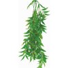 Happet Ficus Longifolia 50 cm