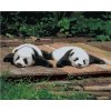 Zuty – Maľovanie Podľa Čísel – Panda Ležiaca Na Dreve, 40 × 50 cm, Plátno + Rám 8596530084655 Zuty – Maľovanie Podľa Čísel – Panda Ležiaca Na Dreve, 40 × 50 cm, Plátno + Rám 8596530084655