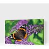 Vymalujsisam.sk Maľovanie podľa čísiel - Motýľ na fialovom kvete Veľkosť: 40x60cm, Rám: Na kartónovej doske Vymalujsisam.sk Maľovanie podľa čísiel - Motýľ na fialovom kvete Veľkosť: 40x60cm, Rám: Na kartónovej doske