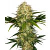 Sensi Seeds Afghani #1 semena neobsahují THC 10 ks Sensi Seeds Afghani #1 semena neobsahují THC 10 ks