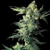 Sensi Seeds - Northern Lights 3 ks - semená neobsahujú THC Sensi Seeds - Northern Lights 3 ks - semená neobsahujú THC