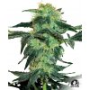 Sensi Seeds Cannabis Seeds White Ice Regular od White Label, 10 ks Sensi Seeds Cannabis Seeds White Ice Regular od White Label, 10 ks