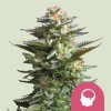 Royal Queen Seeds Cannabis Seeds Amnesia Haze Feminized 5 ks Royal Queen Seeds Cannabis Seeds Amnesia Haze Feminized 5 ks