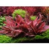 Cryptocoryne wendtii 'Red' (Košík Ø 5,5 cm) Cryptocoryne wendtii 'Red' (Košík Ø 5,5 cm)