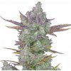 Fastbuds - Gorilla Cookies Auto 1 ks - semená neobsahujú THC Fastbuds - Gorilla Cookies Auto 1 ks - semená neobsahujú THC