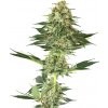 Sensi Seeds Cannabis Seeds Banana Kush Feminized by White Label, 3-10 ks 5 ks Sensi Seeds Cannabis Seeds Banana Kush Feminized by White Label, 3-10 ks 5 ks