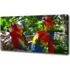 Foto obraz na plátne Papagáje Ara 100x50 cm Foto obraz na plátne Papagáje Ara 100x50 cm