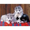 Ravensburger XXL Šteniatka husky 200 dielov Ravensburger XXL Šteniatka husky 200 dielov