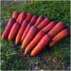 BIO Mrkva raná Rouge Sang - Daucus carota - bio semená mrkvy - 200 ks BIO Mrkva raná Rouge Sang - Daucus carota - bio semená mrkvy - 200 ks