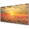 Skleneny obraz Slnko lúka mak kvety 100x50 cm Skleneny obraz Slnko lúka mak kvety 100x50 cm