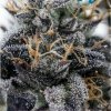 Nasha Genetics - APPLES & BANANAS LINE - Pink Lady 10 ks - Semená neobsahujú THC. Nasha Genetics - APPLES & BANANAS LINE - Pink Lady 10 ks - Semená neobsahujú THC.