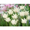 Tulipán White Liberstar 5 ks v balení Tulipán White Liberstar 5 ks v balení