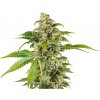 Sensi Seeds Cannabis Seeds Sweet & Sour Cream Automatic Feminized, 3-10 ks 5 ks Sensi Seeds Cannabis Seeds Sweet & Sour Cream Automatic Feminized, 3-10 ks 5 ks