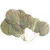 Sušené palmové listy mäkké - okrúhle 10ks - prírodné Sušené palmové listy mäkké - okrúhle 10ks - prírodné