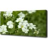 Foto obraz canvas Jarné kvety 100x50 cm Foto obraz canvas Jarné kvety 100x50 cm