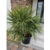 Chamaerops humilis 45 l Chamaerops humilis 45 l