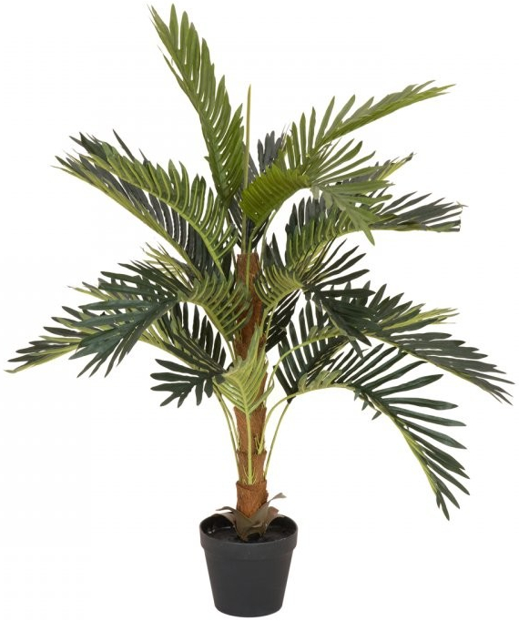 Kokosová palma, 90 cm