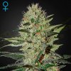 Green House Seed - Exodus Cheese Auto 10 ks - Semená neobsahujú THC. Green House Seed - Exodus Cheese Auto 10 ks - Semená neobsahujú THC.