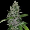 G13 Labs Seeds - Frozen Afghan Mintz 5 ks - Semená neobsahujú THC G13 Labs Seeds - Frozen Afghan Mintz 5 ks - Semená neobsahujú THC