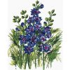 Zuty – Maľovanie Podľa Čísel – Modré Kvety Ostrožky (Alexandria Gilbert), 40 × 50 cm, Plátno + Rám 8596530118657 Zuty – Maľovanie Podľa Čísel – Modré Kvety Ostrožky (Alexandria Gilbert), 40 × 50 cm, Plátno + Rám 8596530118657