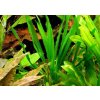 Echinodorus horemanii green (Košík Ø 5,5 cm) Echinodorus horemanii green (Košík Ø 5,5 cm)