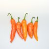 Chilli Aji Amarillo - Capsicum annuum - semená chilli - 7ks Chilli Aji Amarillo - Capsicum annuum - semená chilli - 7ks