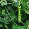 BIO Hrach dreňový Kleine Rheinländerin - Pisum sativum - bio semená - 45 ks BIO Hrach dreňový Kleine Rheinländerin - Pisum sativum - bio semená - 45 ks