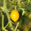 Paradajka Lemon Plum - Solanum lycopersicum - semená paradajky - 6 ks Paradajka Lemon Plum - Solanum lycopersicum - semená paradajky - 6 ks