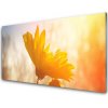 Nástenný panel Slnečnica 100x50 cm Nástenný panel Slnečnica 100x50 cm