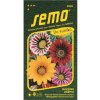 Semená Gazania - nádherný letný kvet 10 g Semená Gazania - nádherný letný kvet 10 g