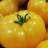 Zloty Ozarowski (semená) paradajka Zloty Ozarowski (semená) paradajka