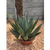 Agave × nigra v celkovej výške 60 cm, šírke 60 cm Agave × nigra v celkovej výške 60 cm, šírke 60 cm