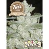 FAIR SEEDS White Widow AUTO semena neobsahují THC 5 ks
